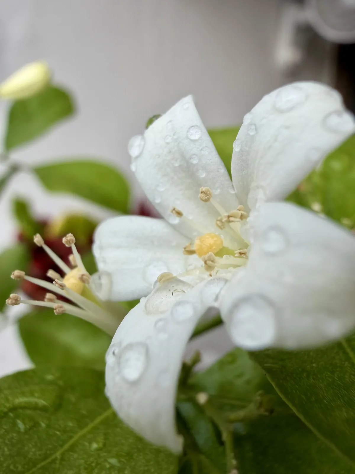 Orange Jasmine (Murraya paniculata)