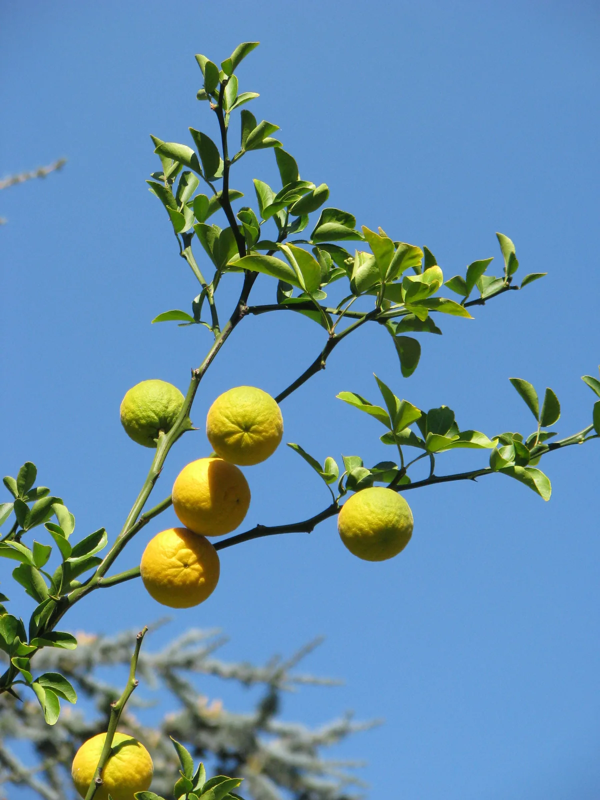 Trifoliate Orange
