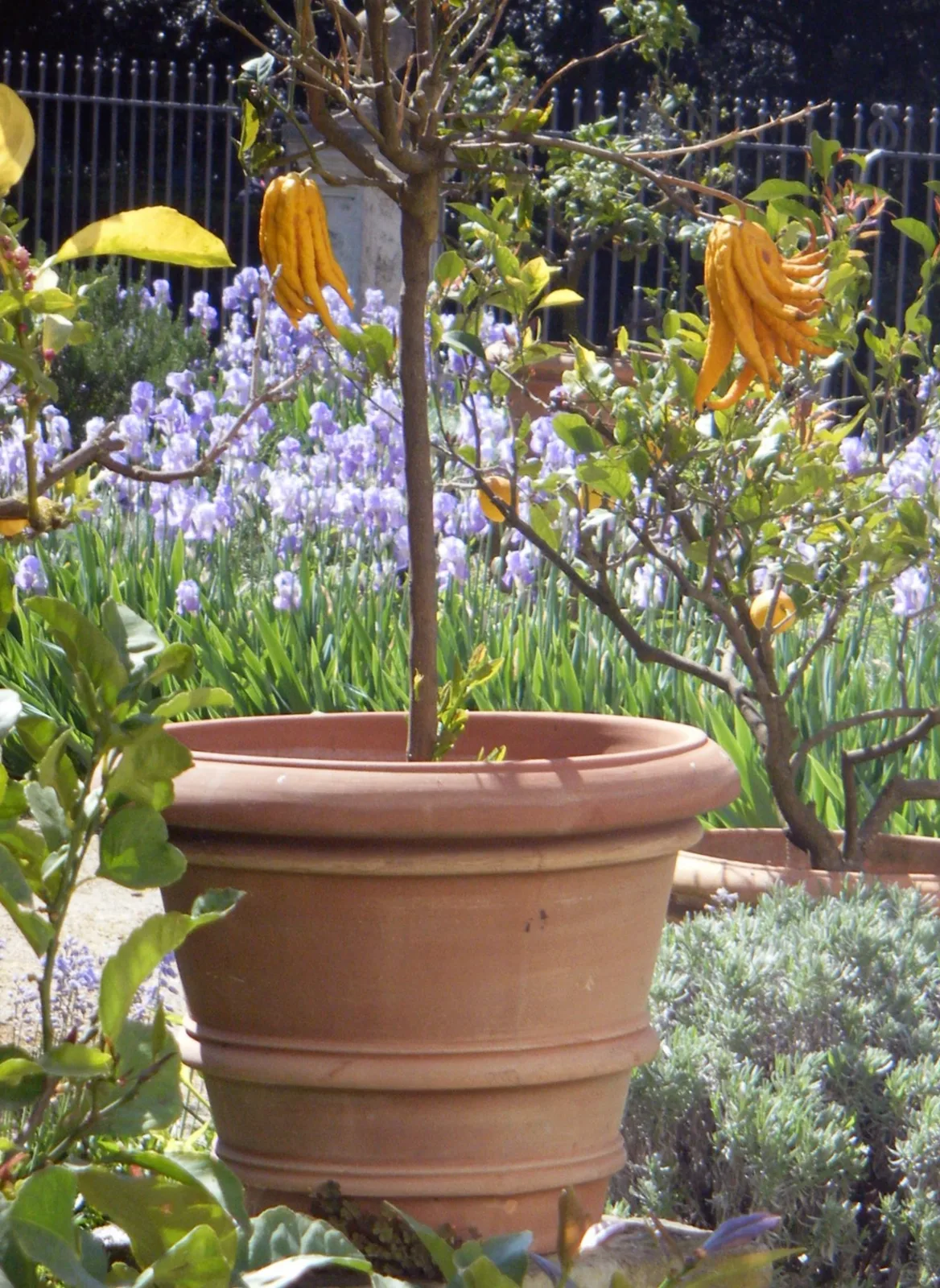 Citron (Citrus medica)