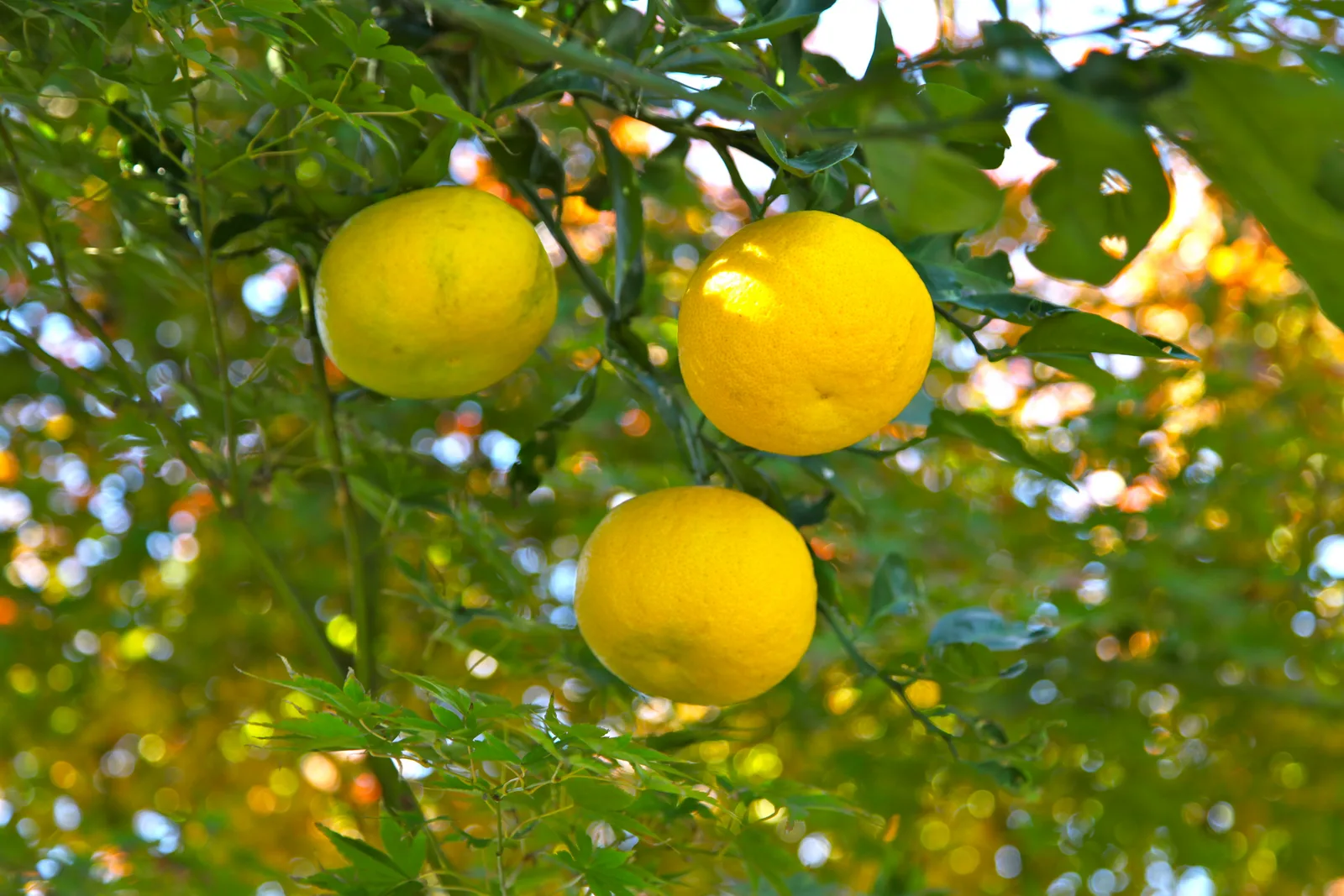 Yuzu (Citrus junos)