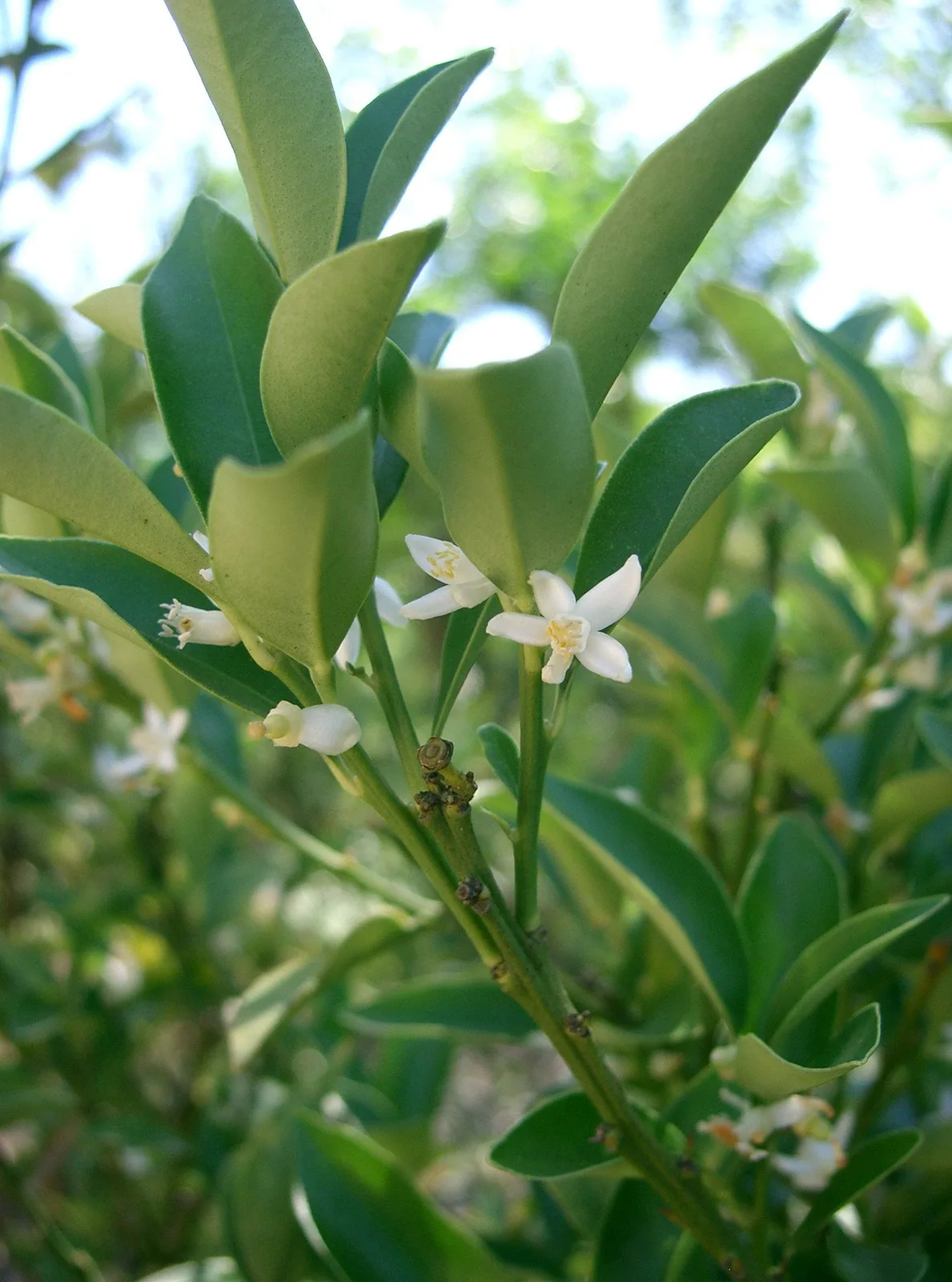 Kumquat