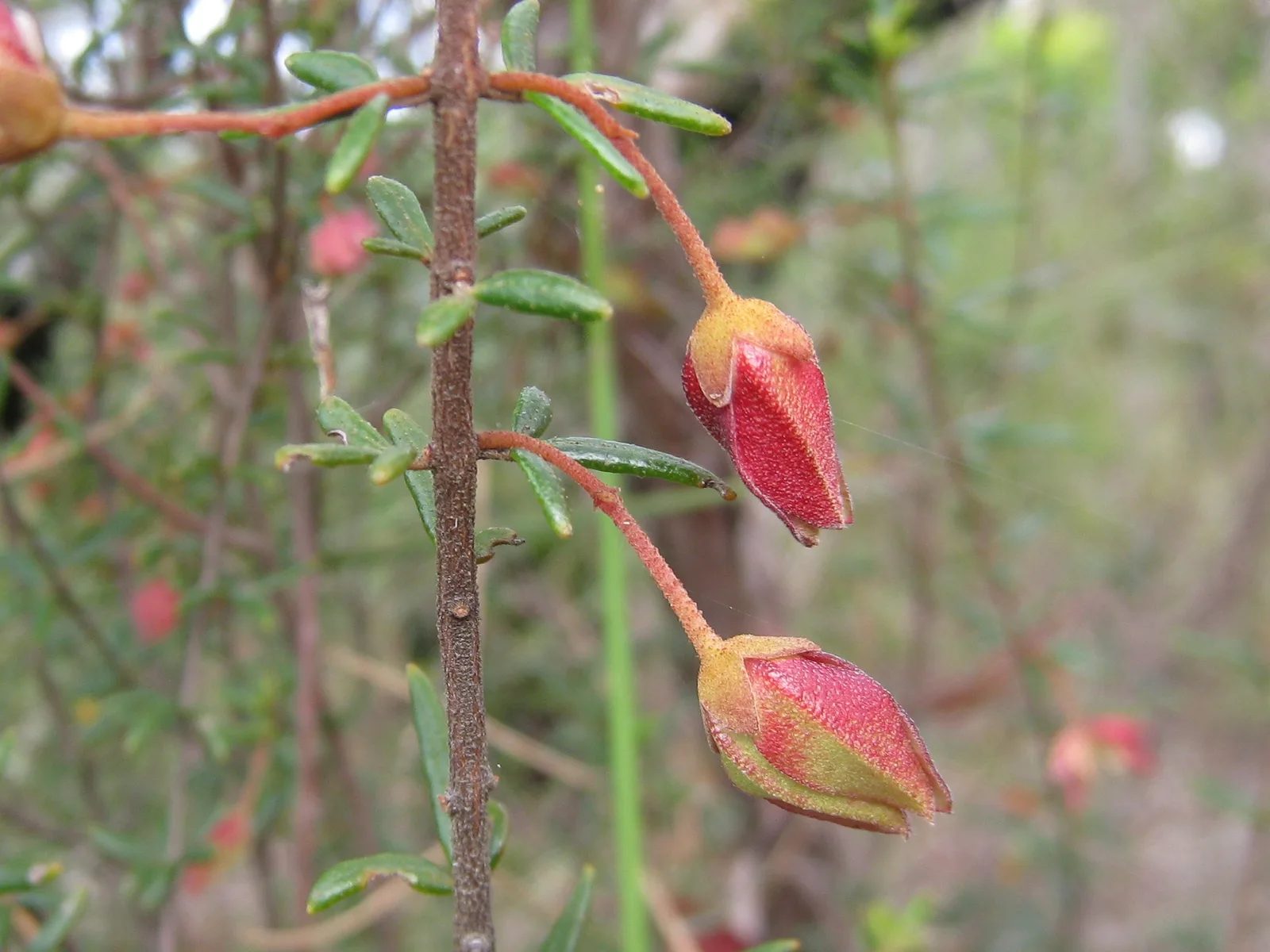 Sydney Boronia (Boronia ledifolia)
