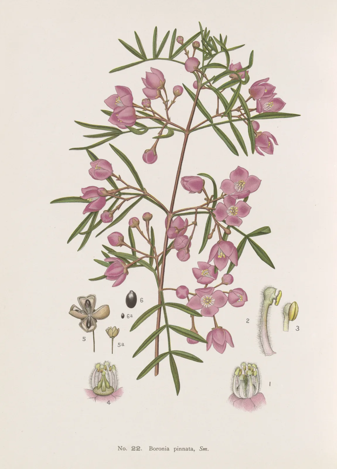 Pinnate Boronia (Boronia pinnata)