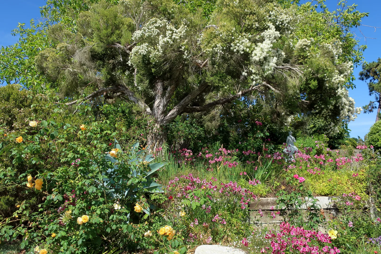 Tea Tree (Melaleuca alternifolia)