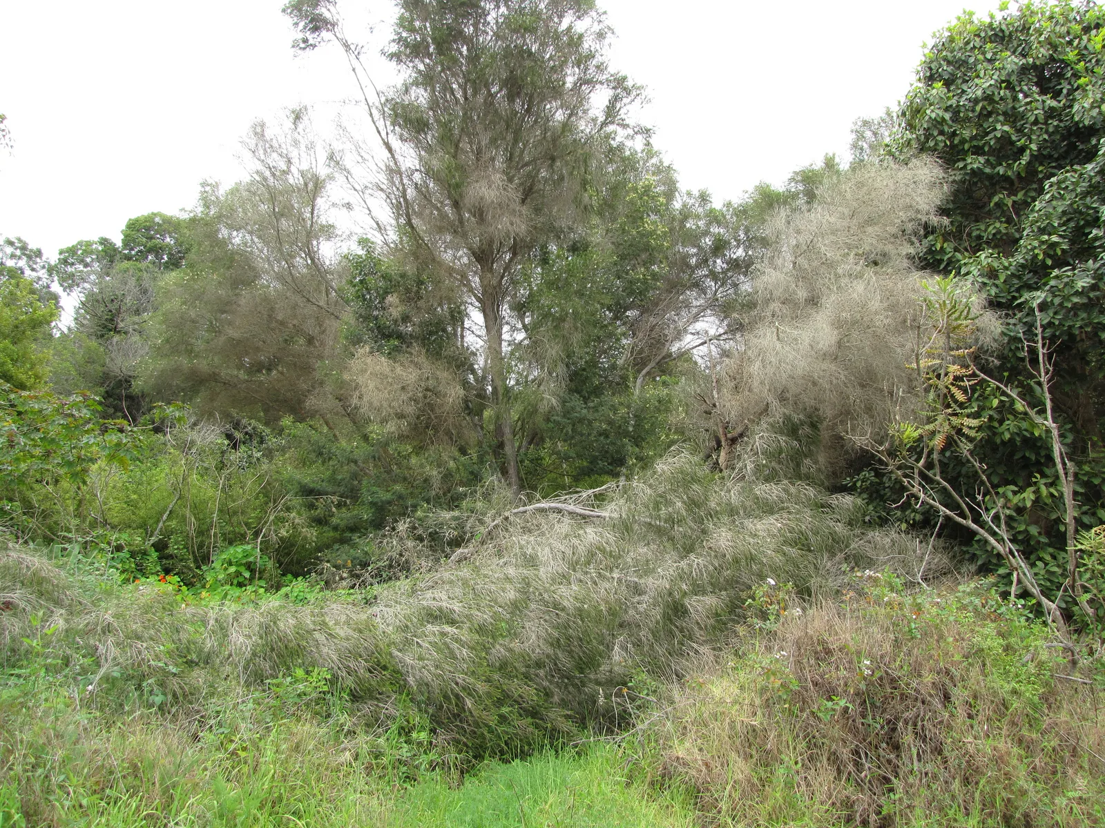Honey Myrtle (Melaleuca armillaris)