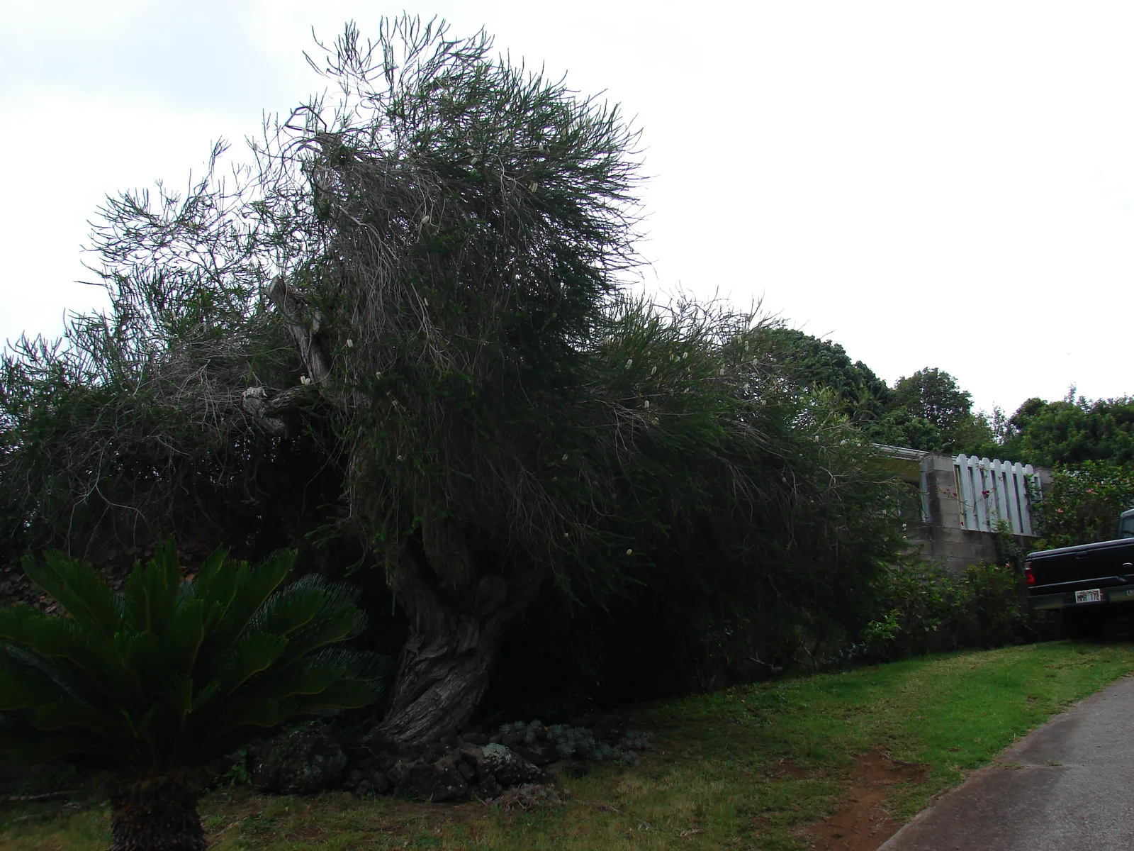 Prickly Paperbark (Melaleuca styphelioides)