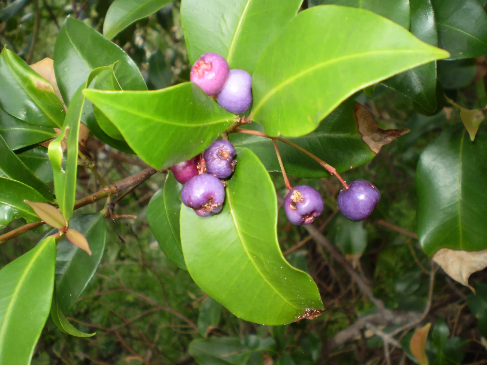 Blue Lilly Pilly