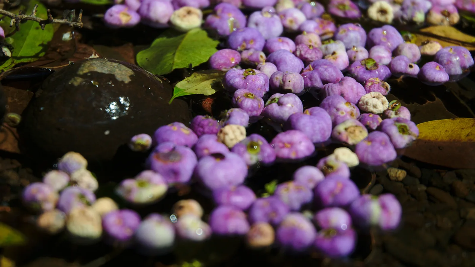 Giant Water Gum (Syzygium francisii)