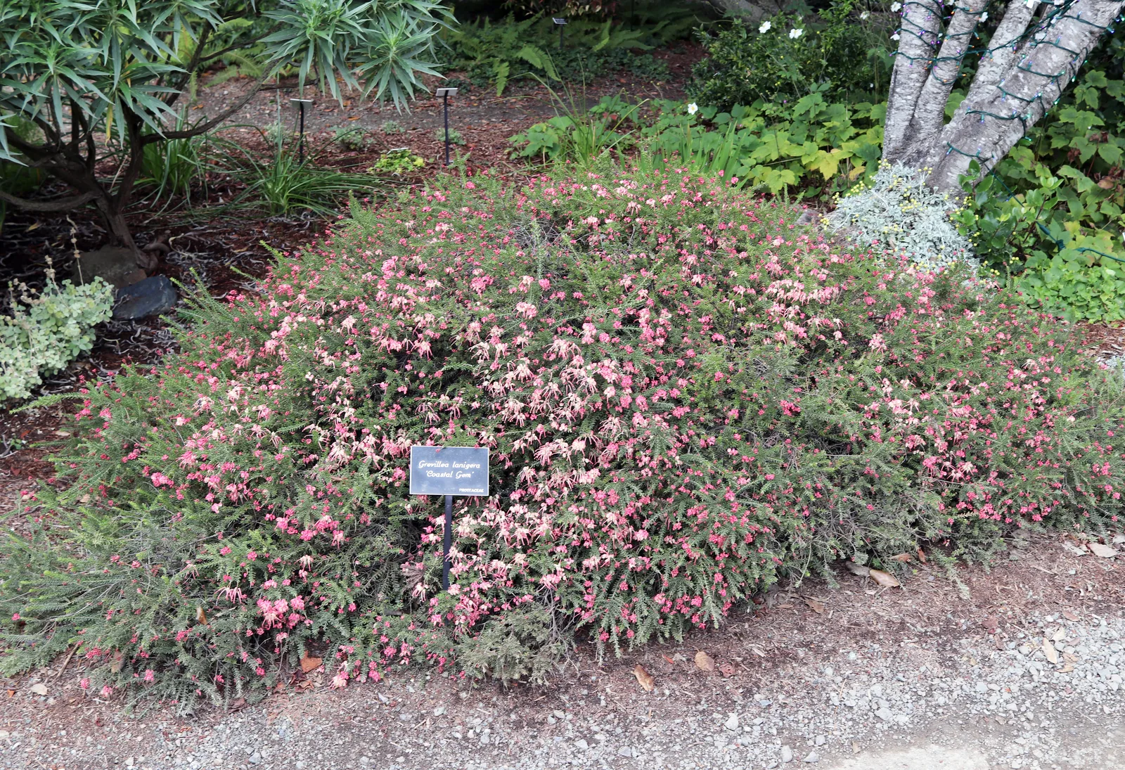 Woolly Grevillea (Grevillea lanigera)
