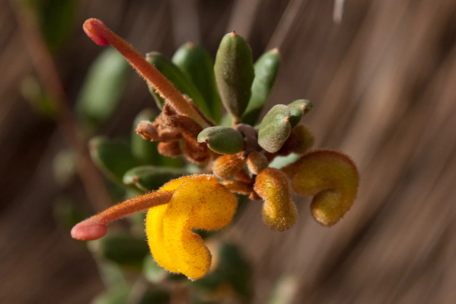 Golden Grevillea (Grevillea chrysophaea)