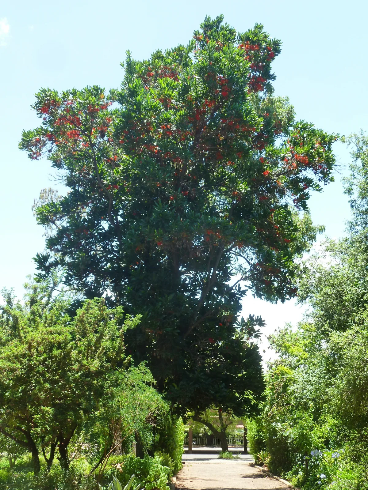 Firewheel Tree (Stenocarpus sinuatus)