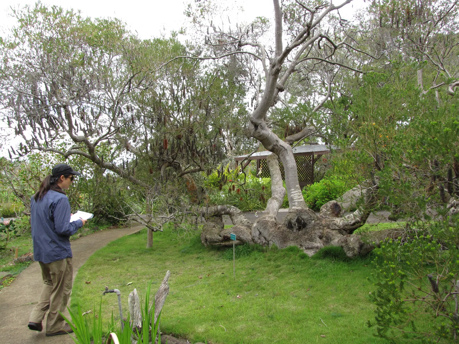 Heath Banksia