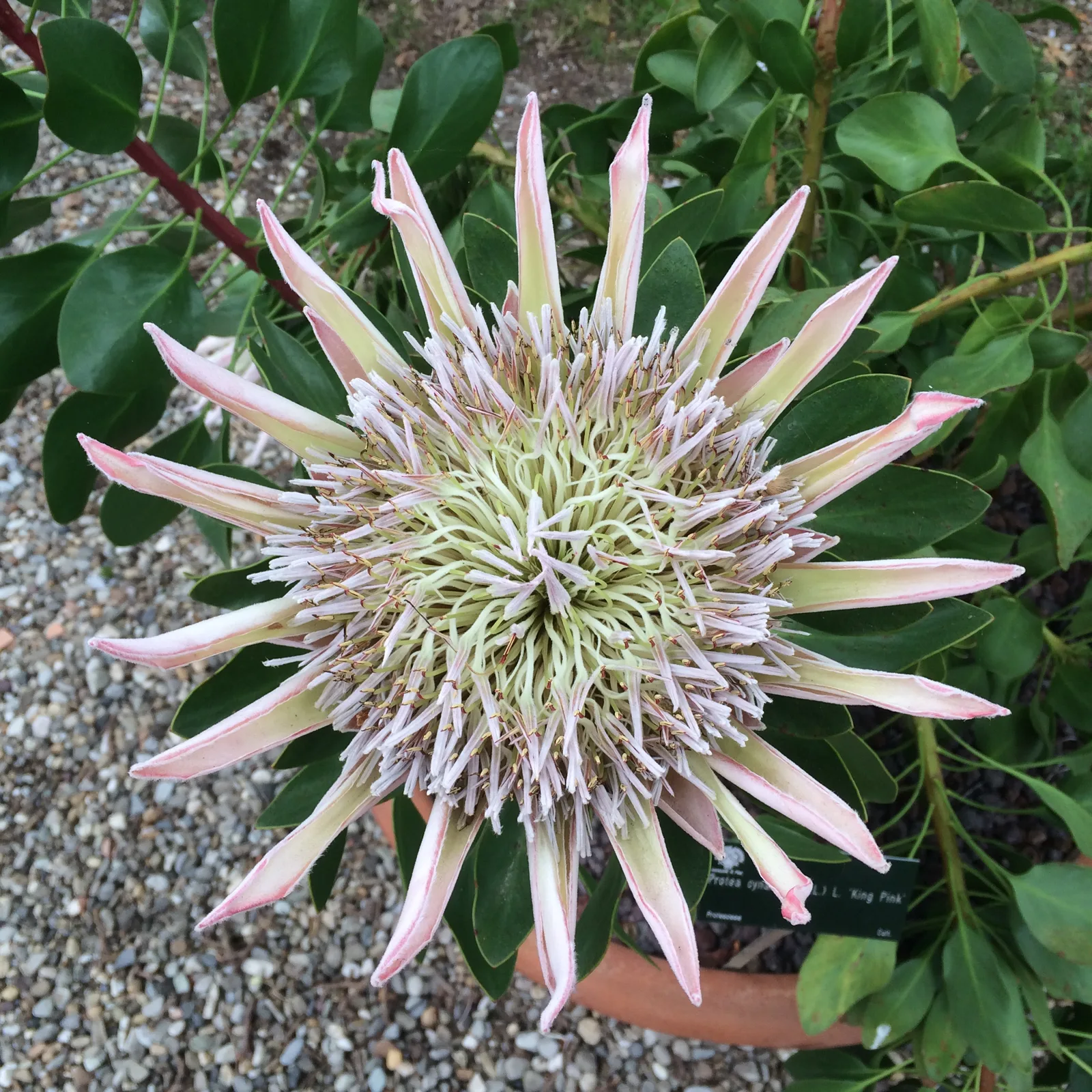 Protea (Protea cynaroides)