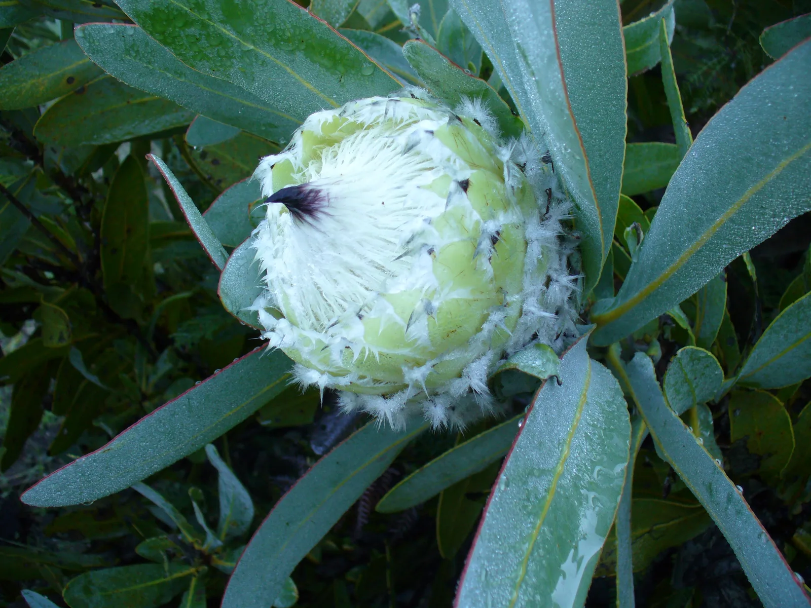Queen Protea