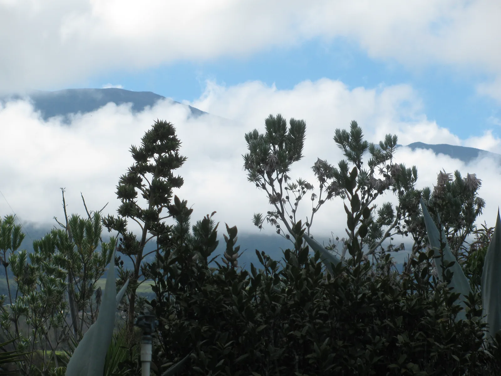 Silver Tree (Leucadendron argenteum)