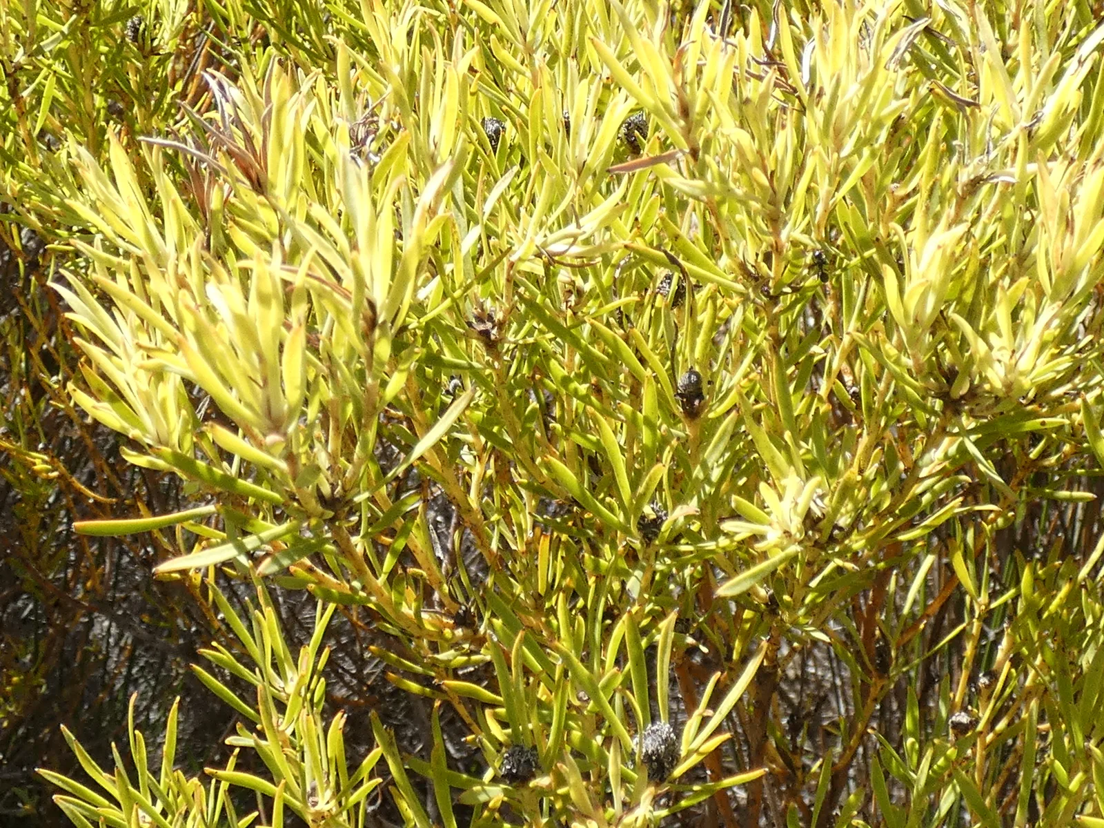 Conebush (Leucadendron salignum)