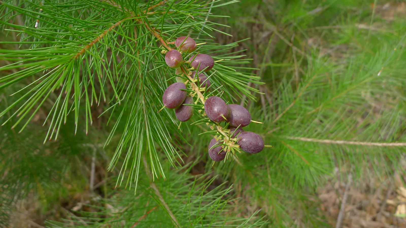 Geebung (Persoonia pinifolia)