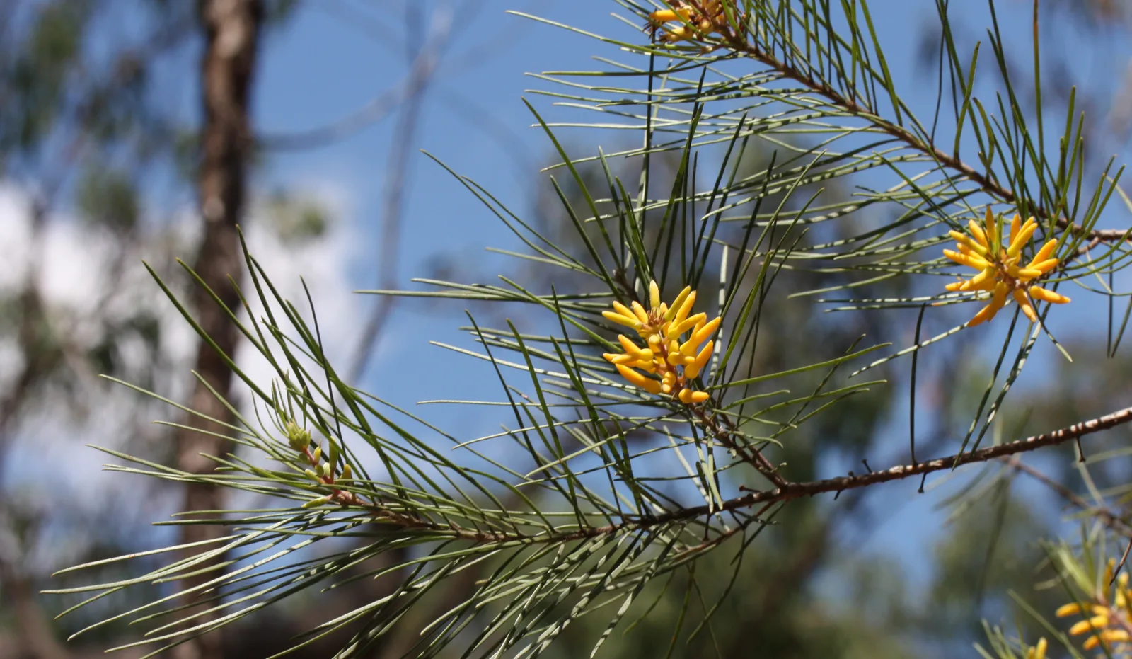 Prickly Geebung