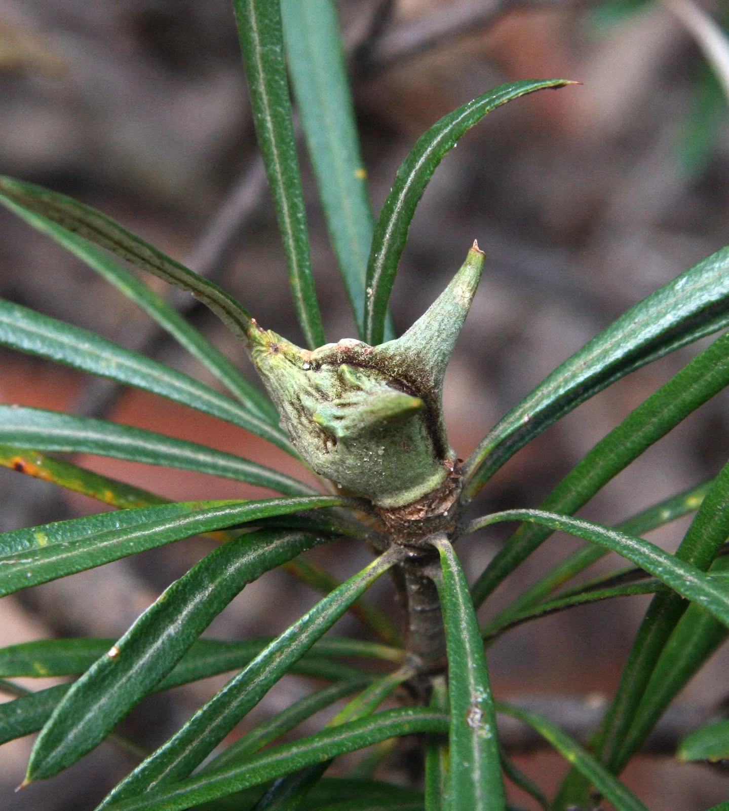 Mountain Devil (Lambertia formosa)