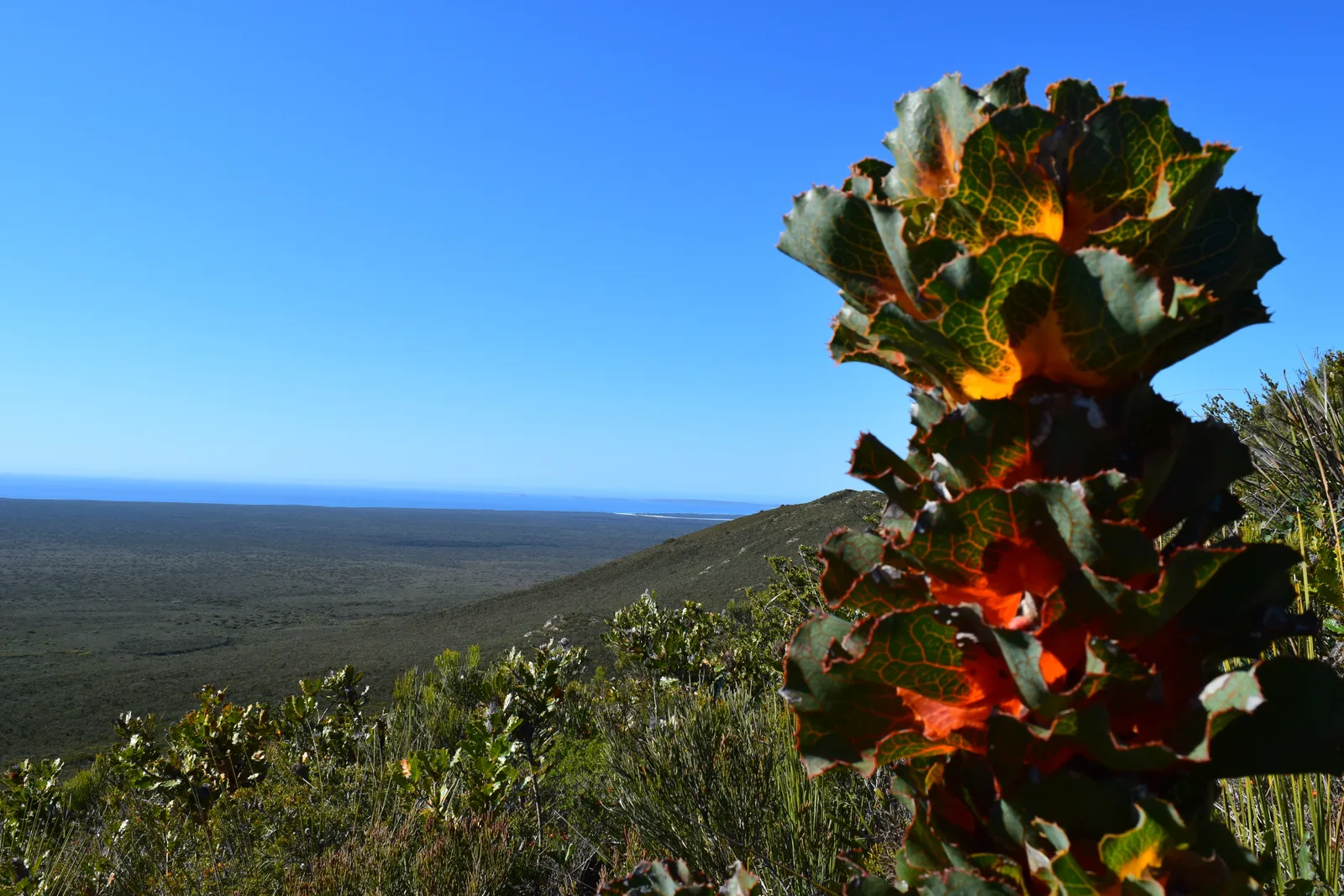 Royal Hakea (Hakea victoria)