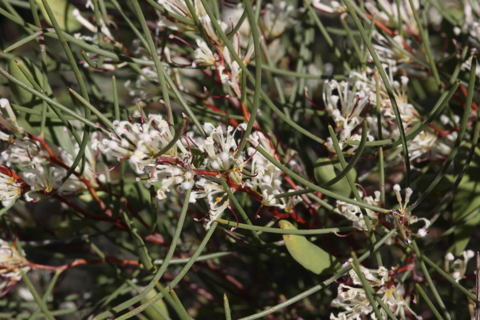 Two Leaf Hakea (Hakea trifurcata)