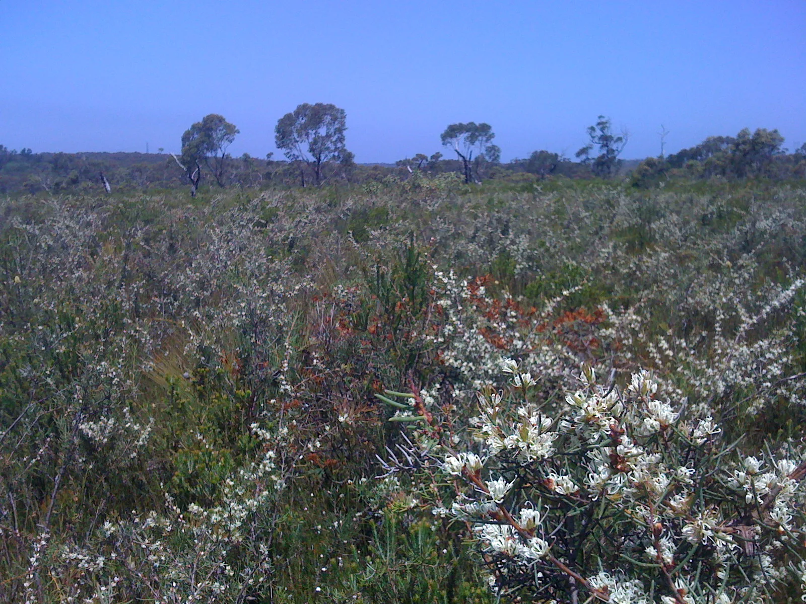 Dagger Hakea