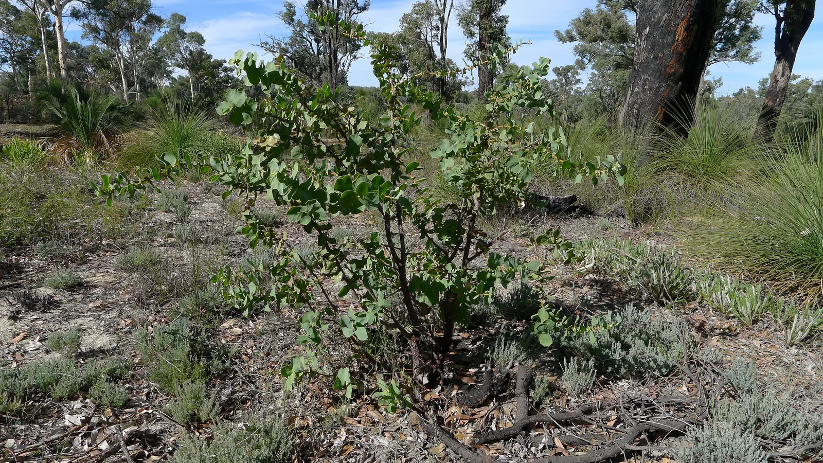 Harsh Hakea (Hakea prostrata)