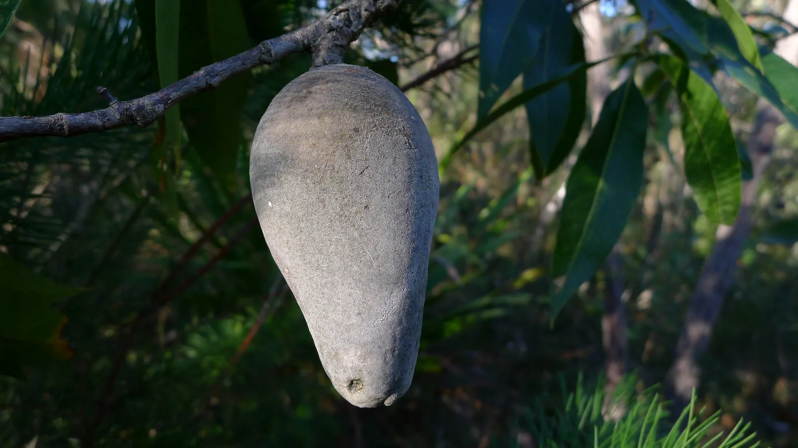 Woody Pear