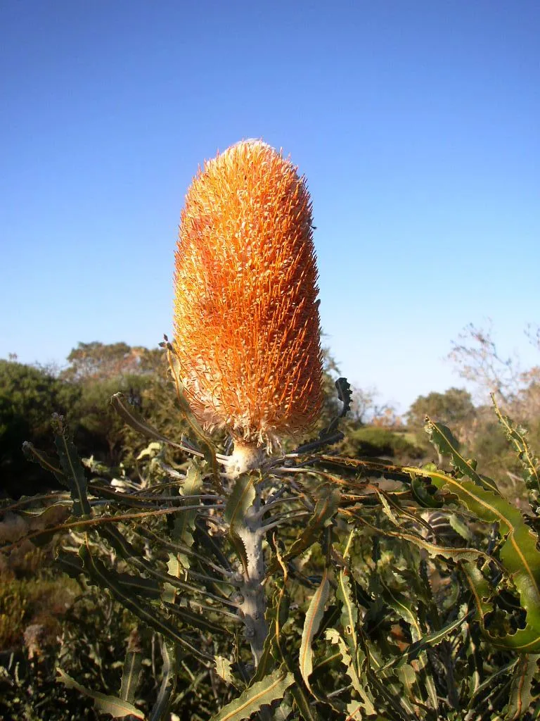 Hookers Banksia (Banksia hookeriana)
