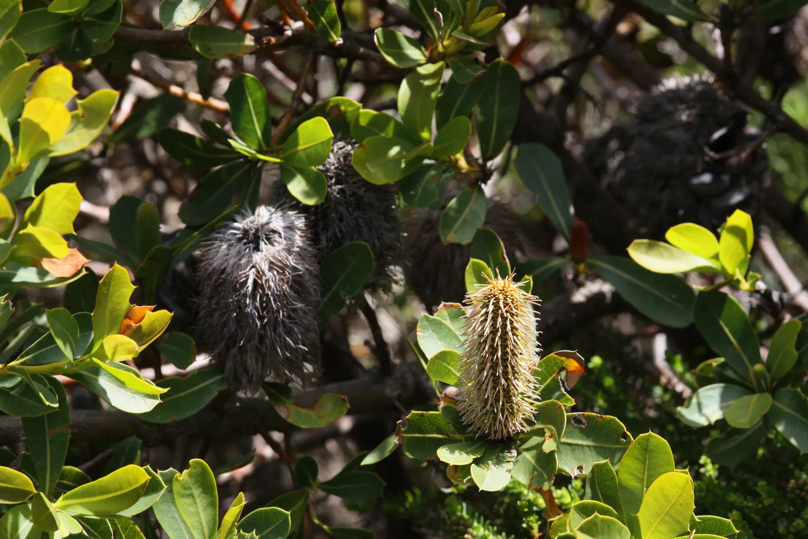 Western Mountain Banksia