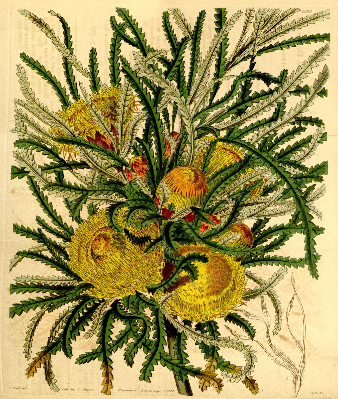 Dryandra