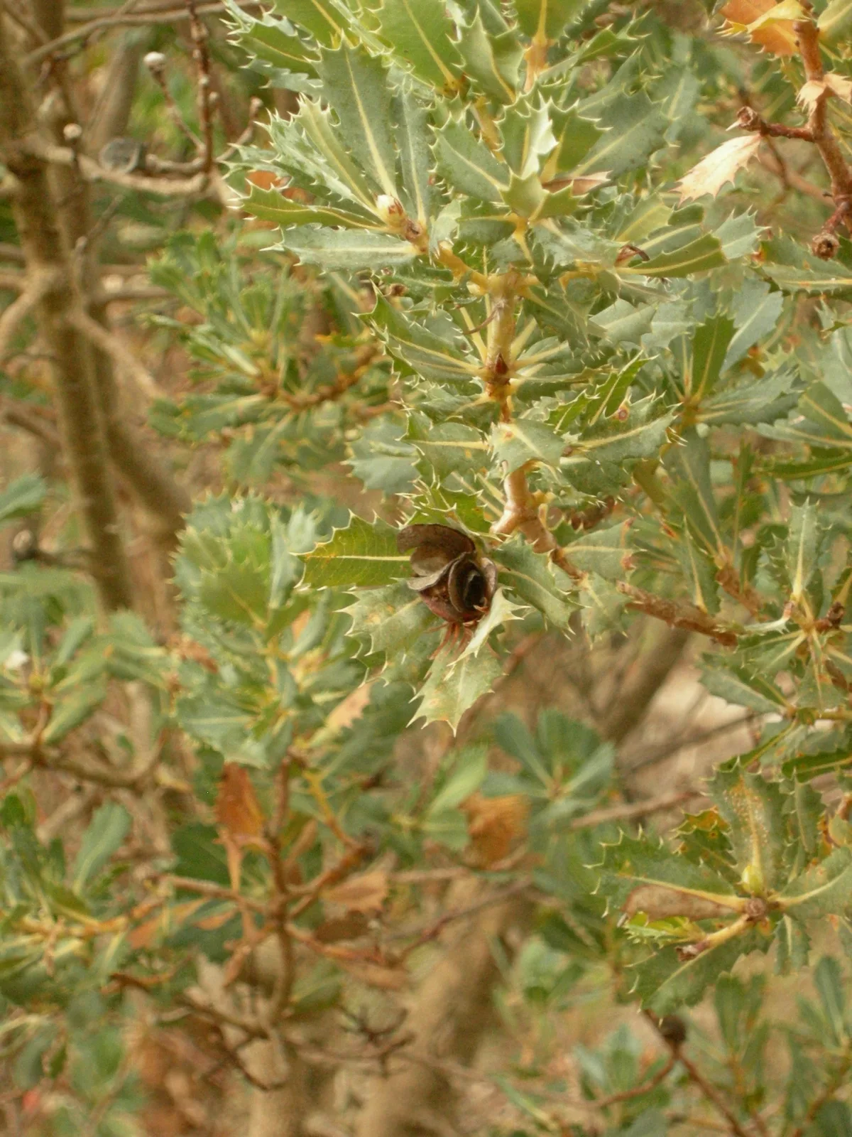 Parrot Bush