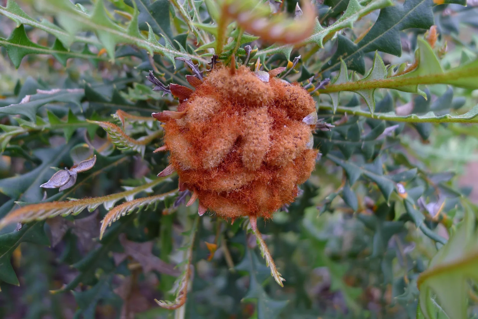 Golden Dryandra