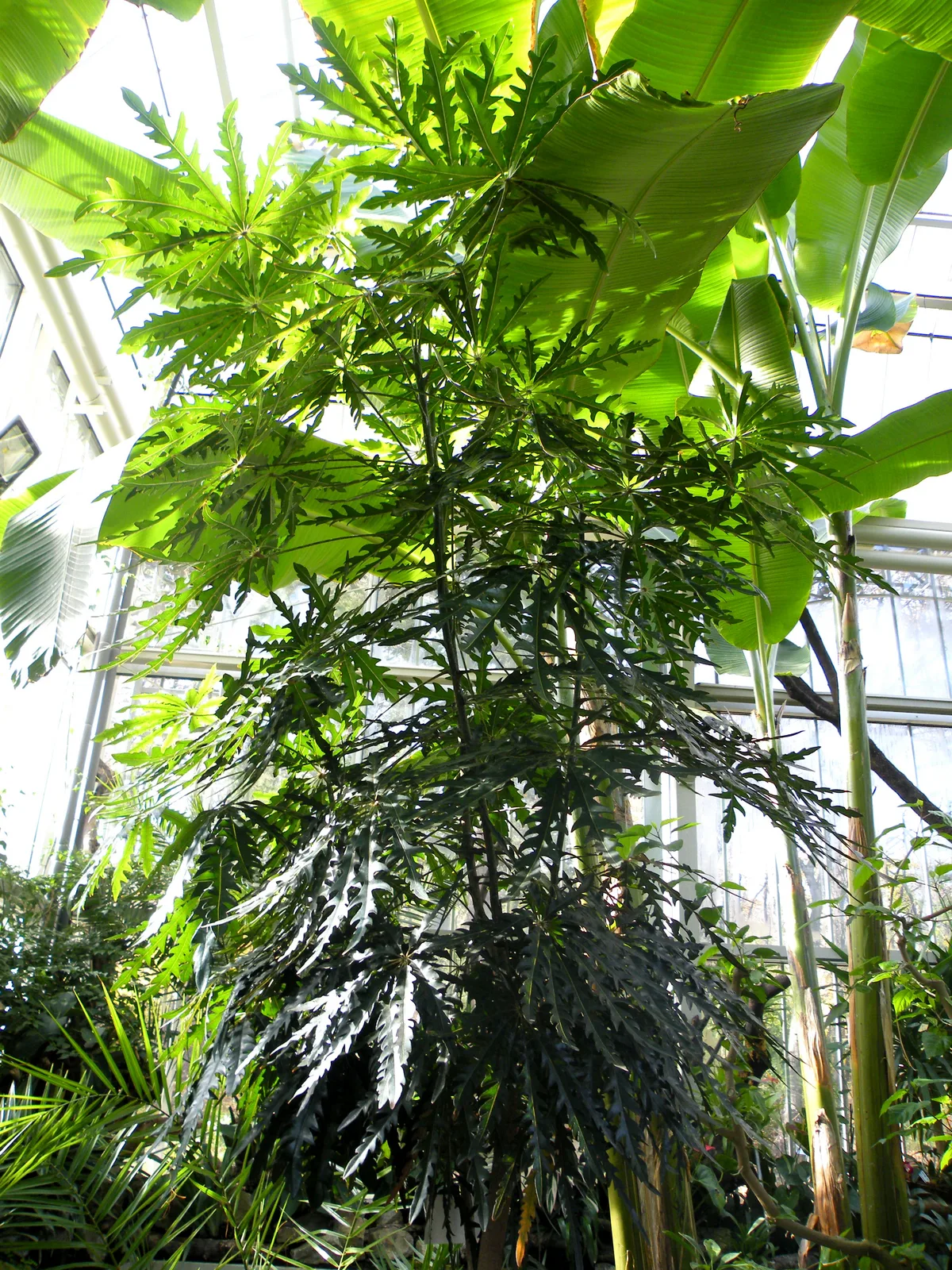 False Aralia (Plerandra elegantissima)