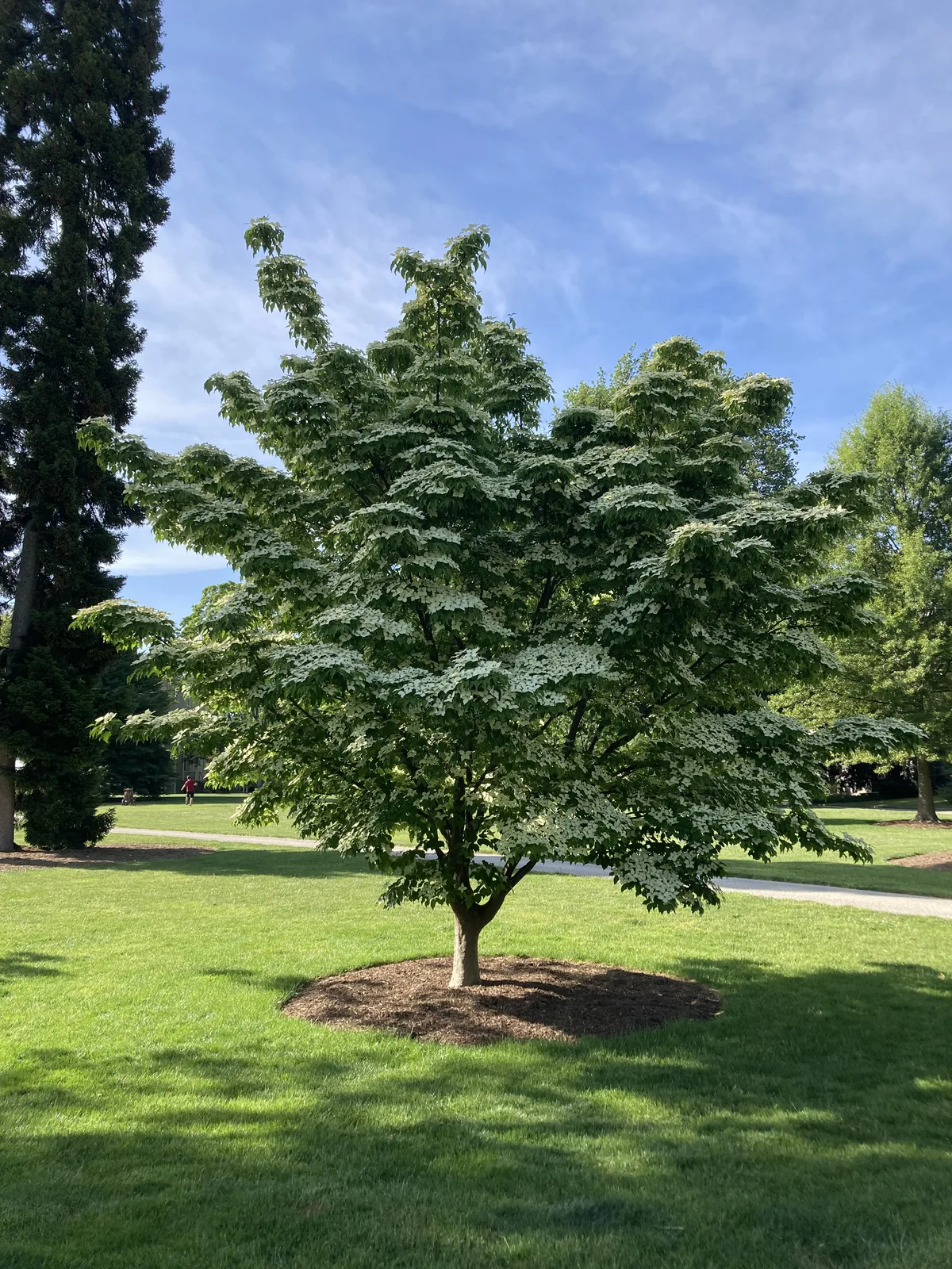Kousa Dogwood (Cornus kousa)