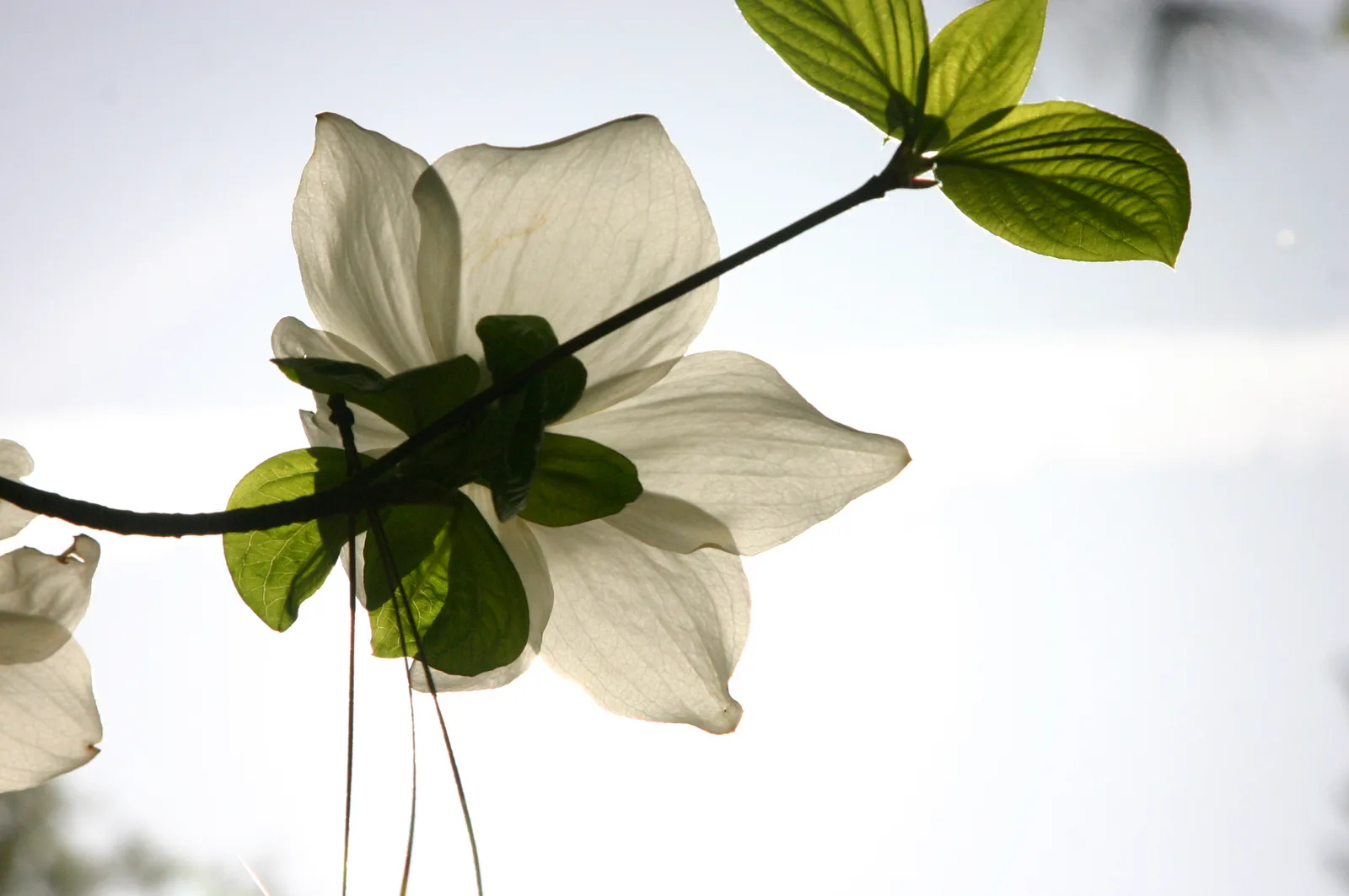 Pacific Dogwood (Cornus nuttallii)