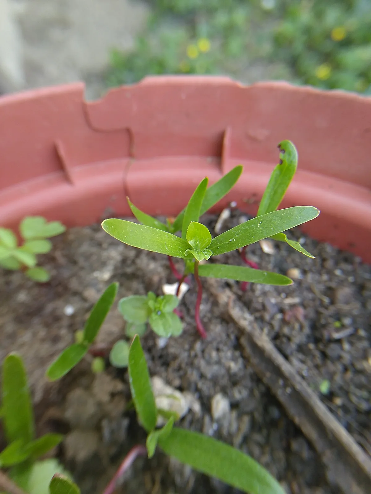 Cornelian Cherry