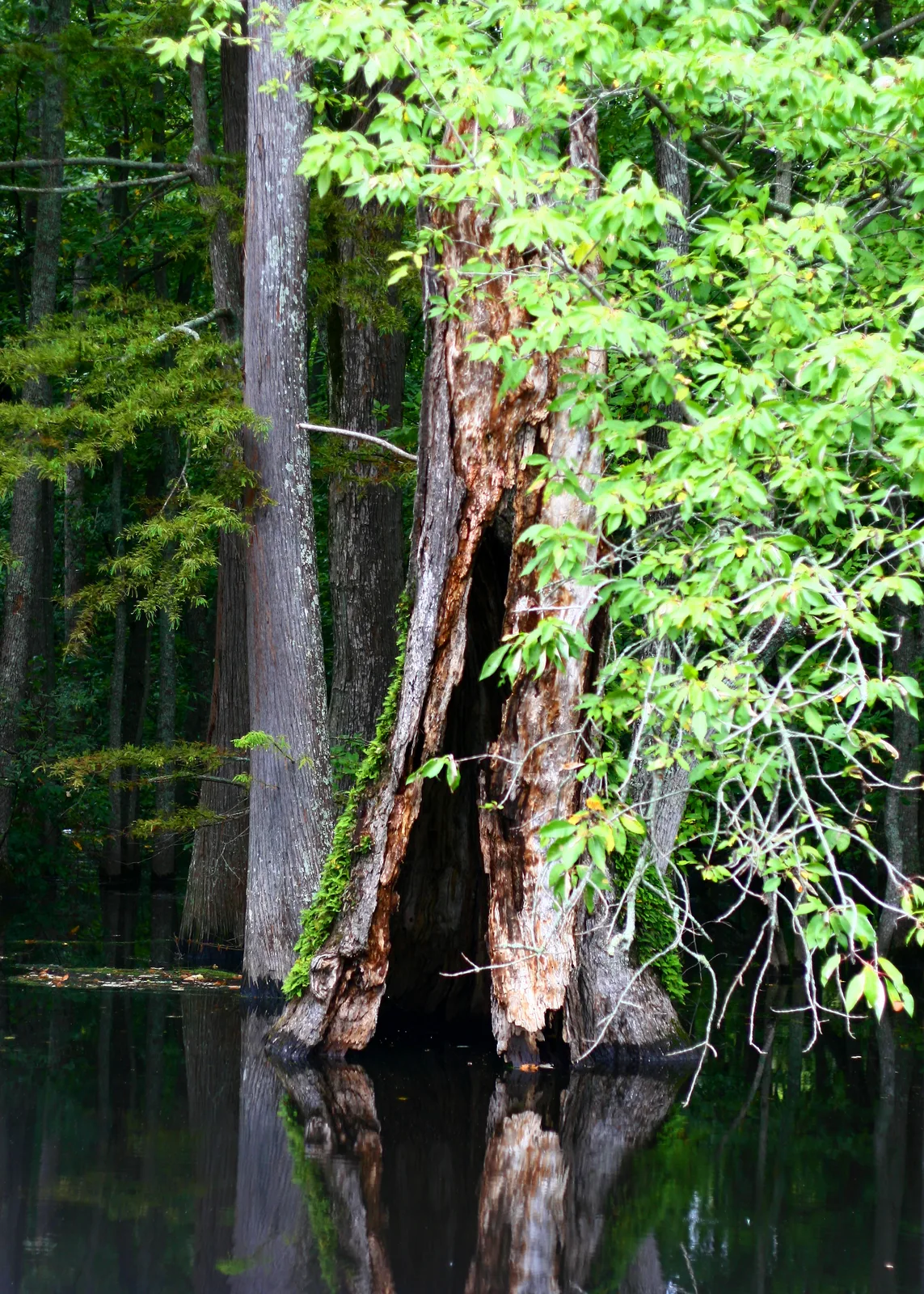 Water Tupelo (Nyssa aquatica)