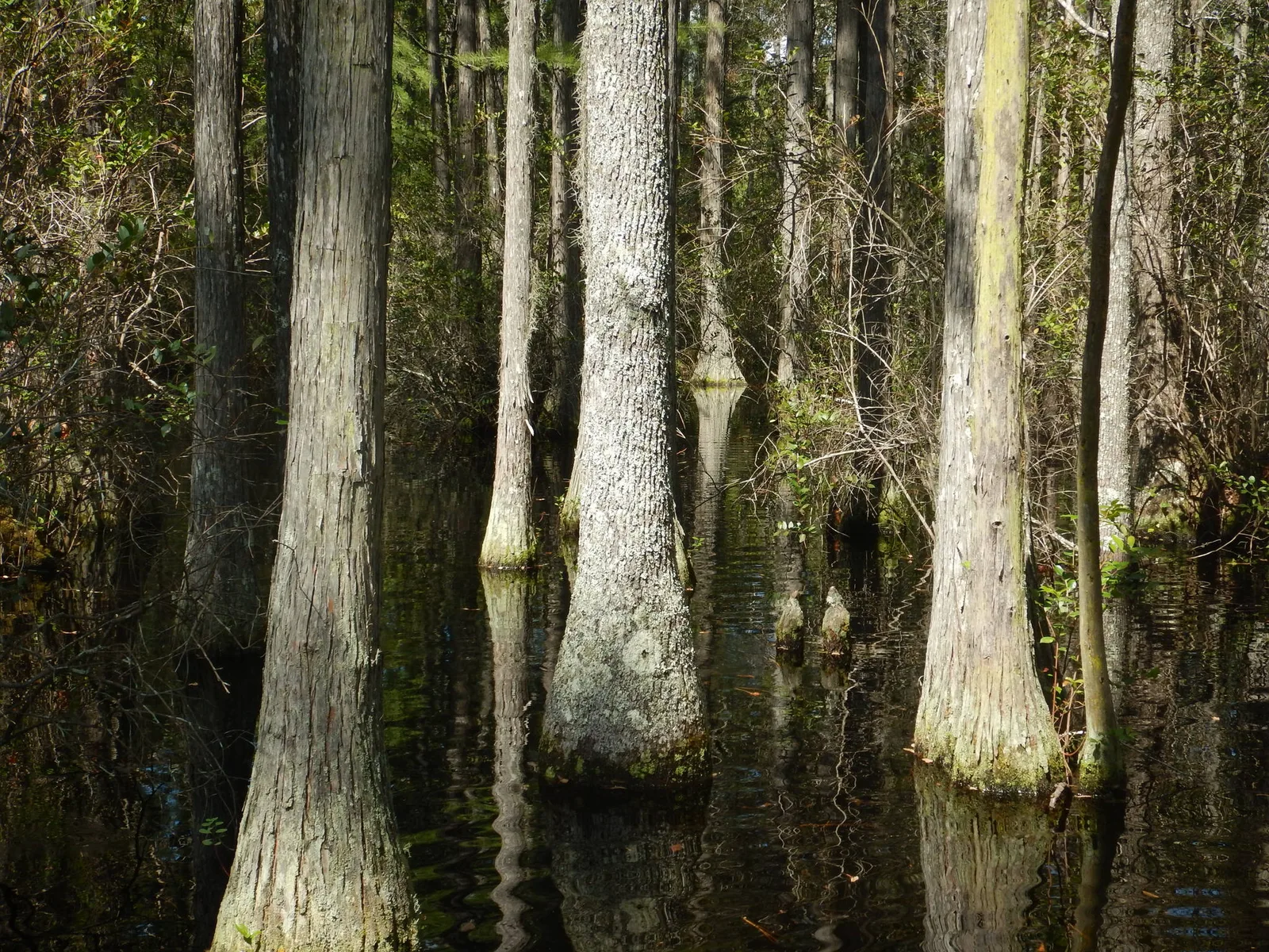 Swamp Tupelo (Nyssa biflora)