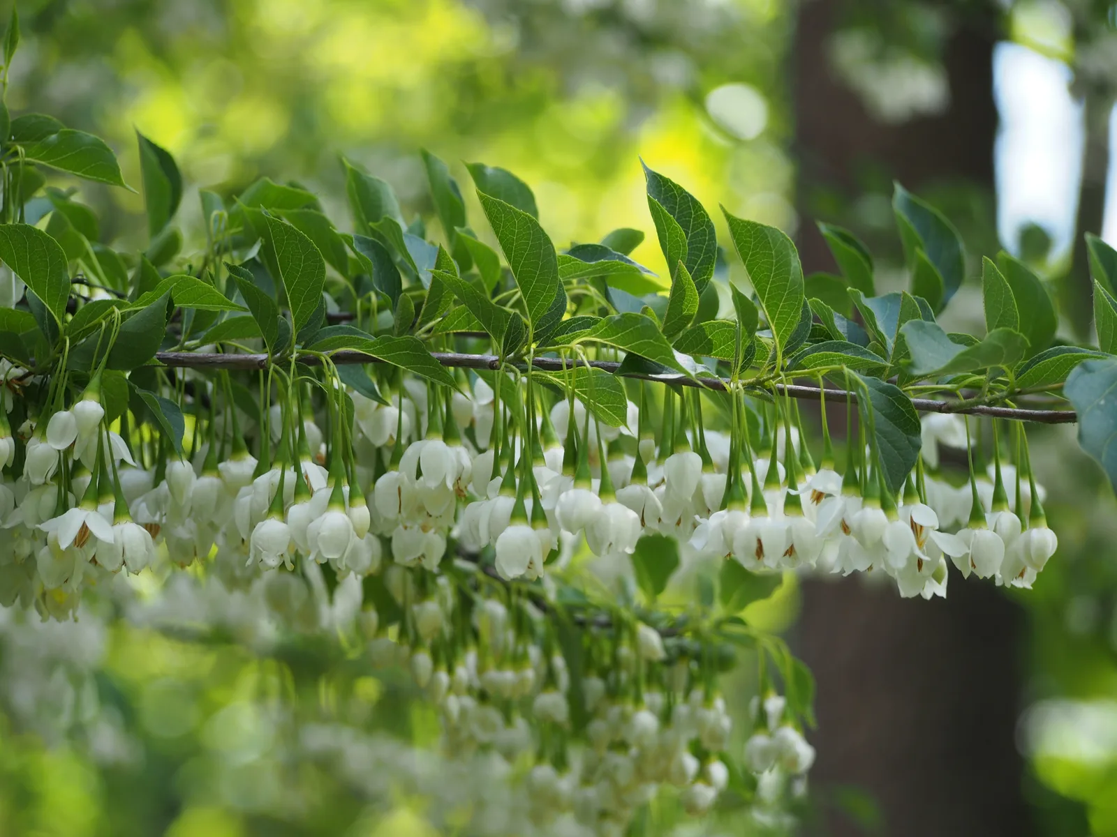 Japanese Snowbell