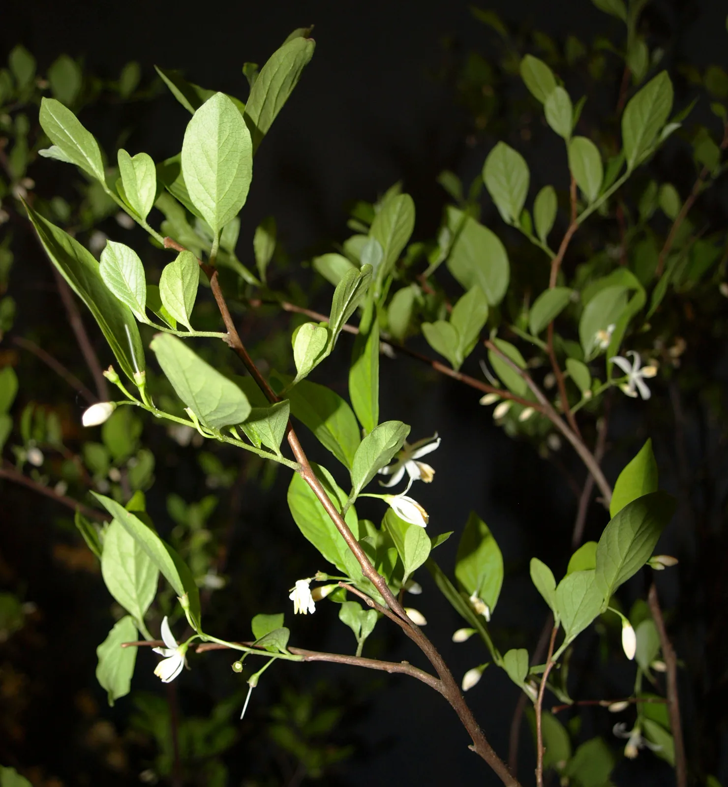 American Snowbell (Styrax americanus)