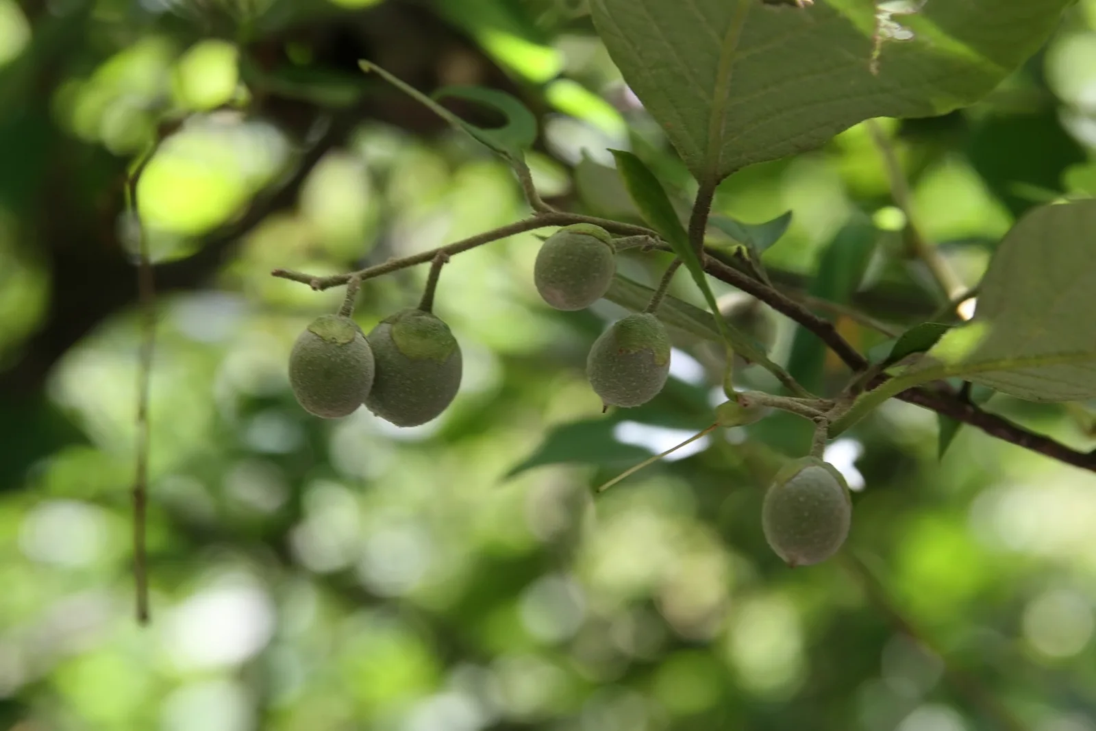 Bigleaf Snowbell (Styrax grandifolius)