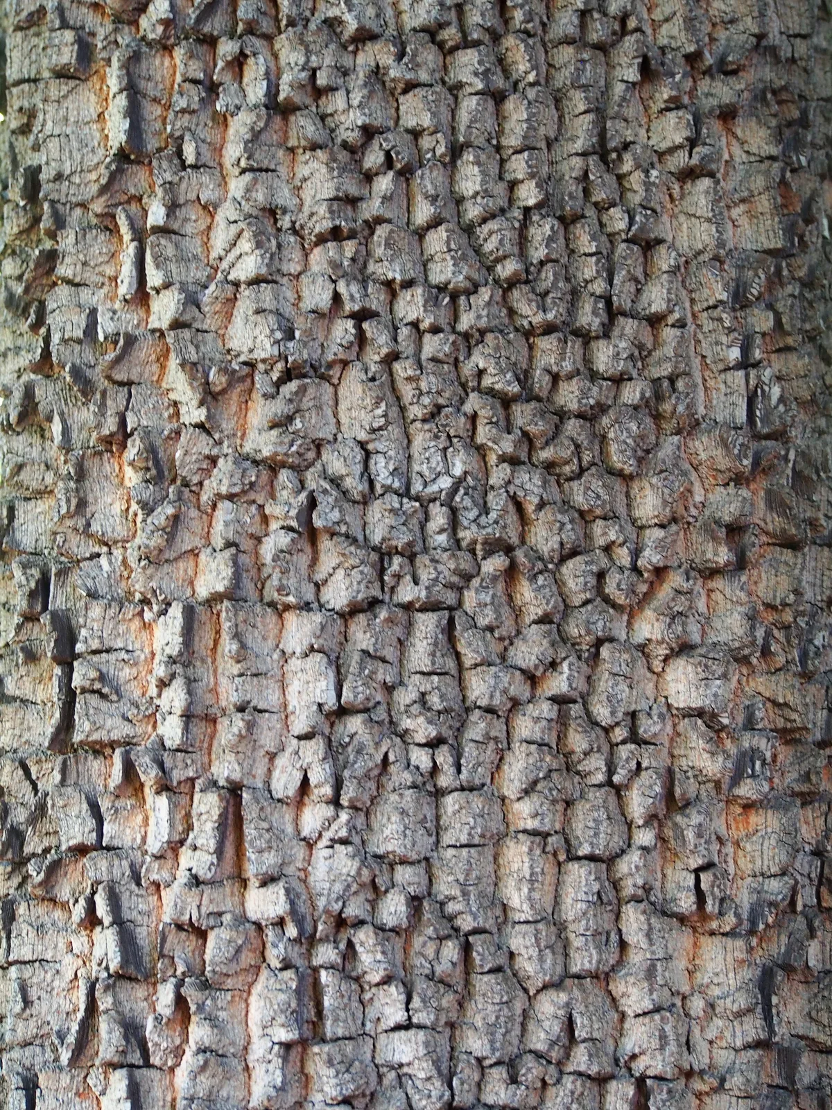 Date Plum