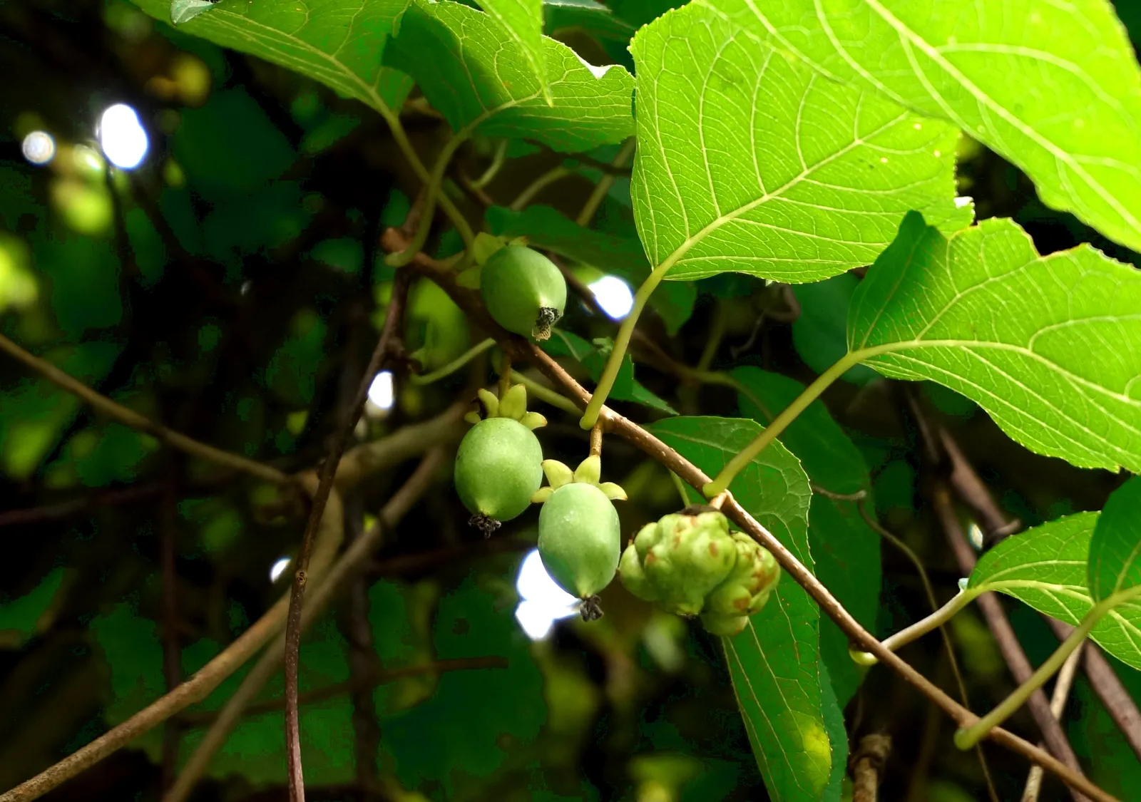 Silver Vine (Actinidia polygama)