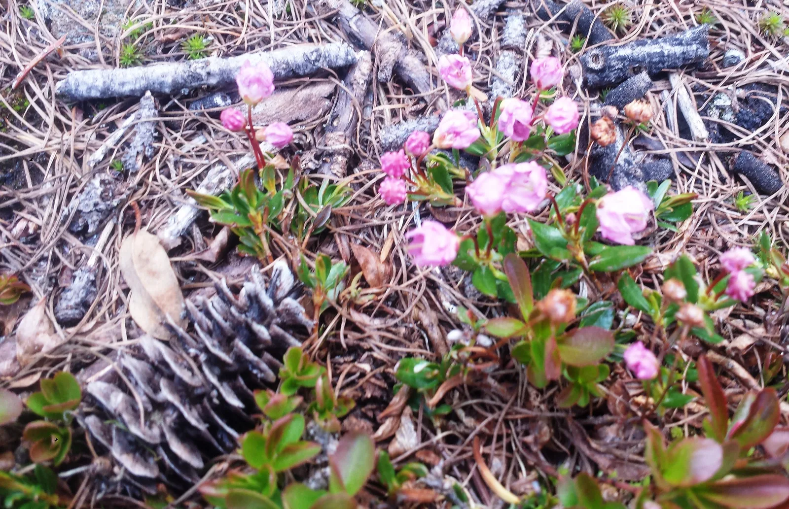 Western Bog Laurel (Kalmia microphylla)