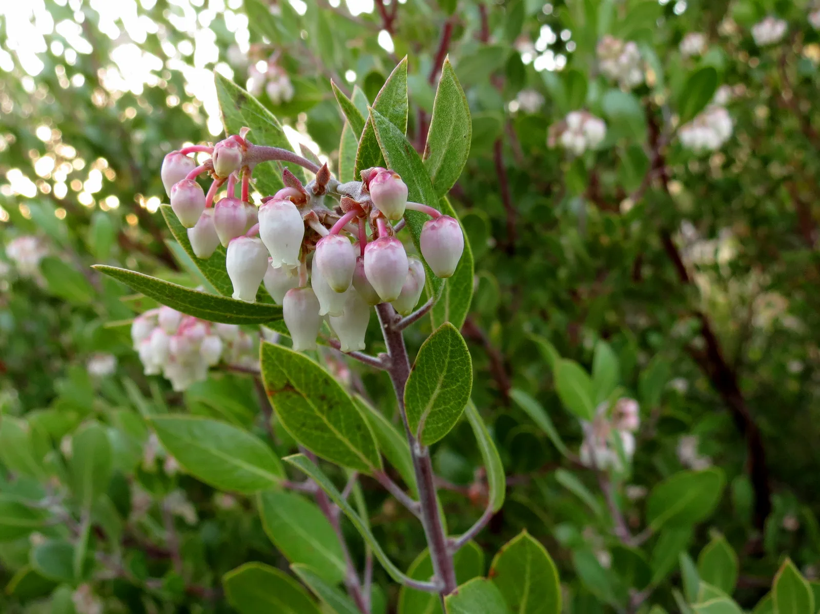 Pointleaf Manzanita