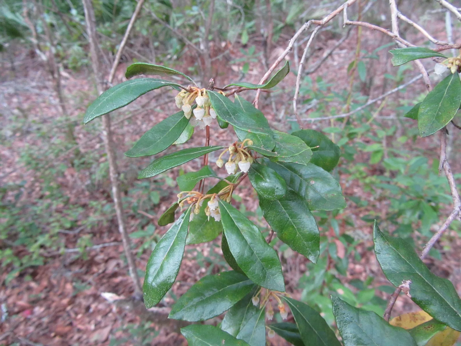 Rusty Lyonia