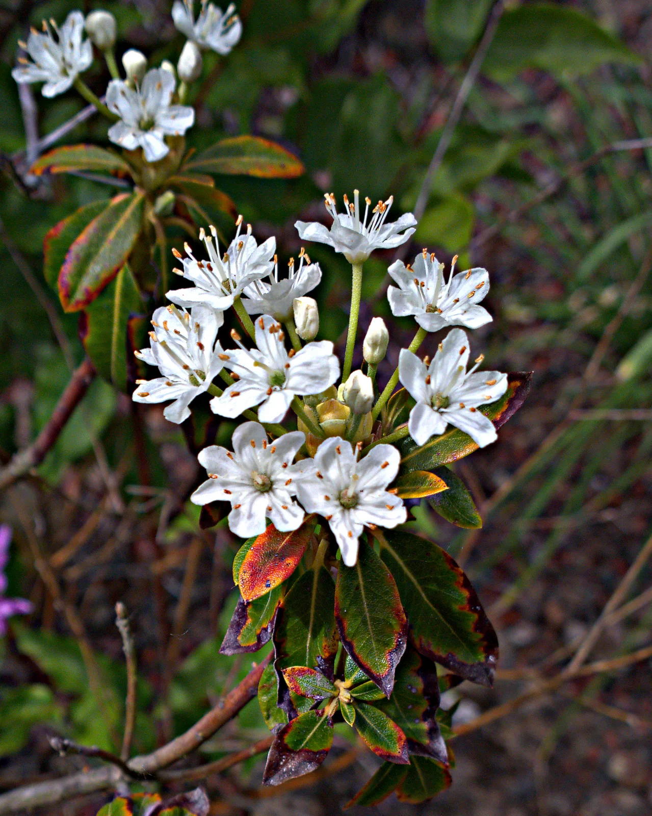 Western Labrador Tea (Rhododendron columbianum)