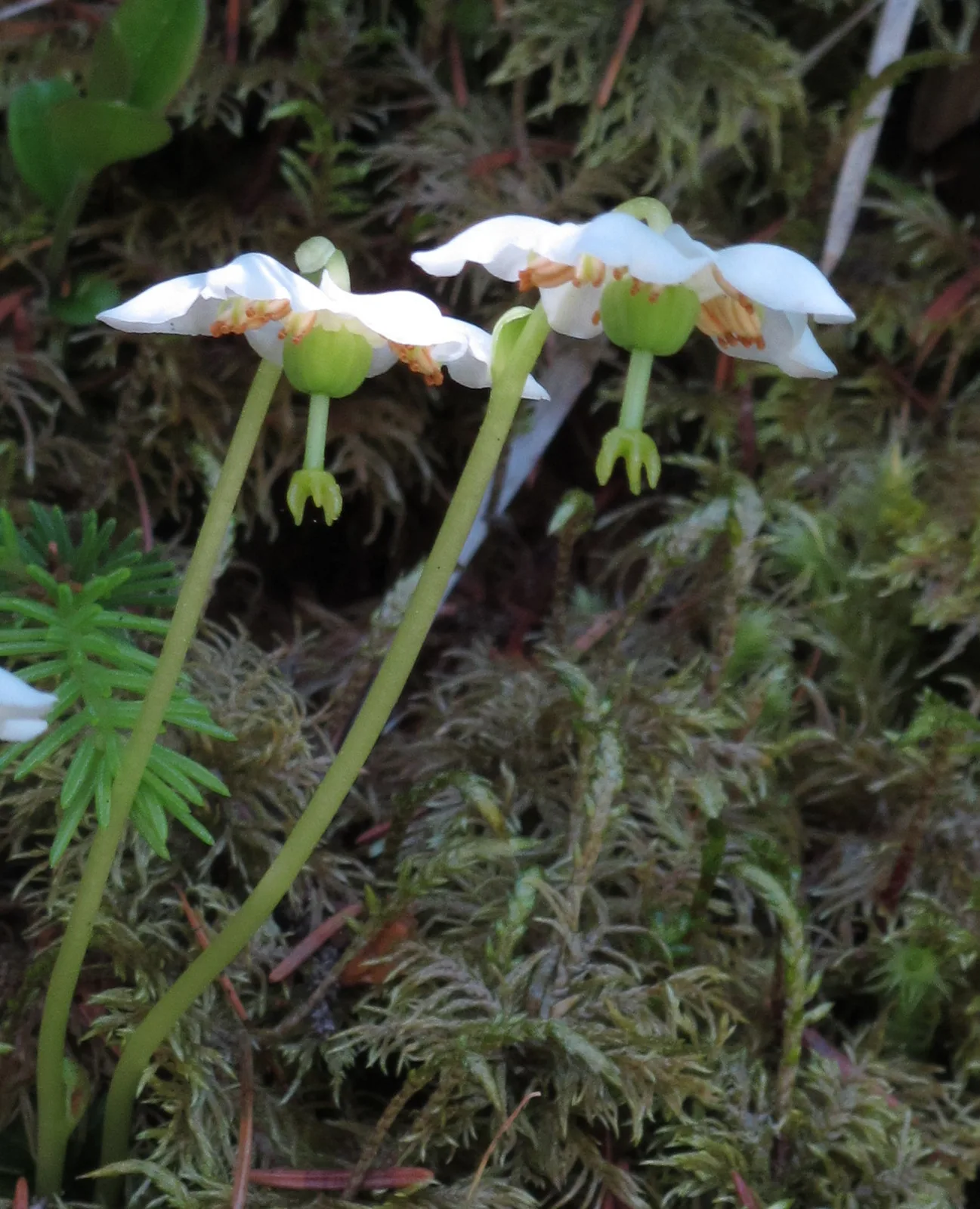 One Flowered Wintergreen (Moneses uniflora)