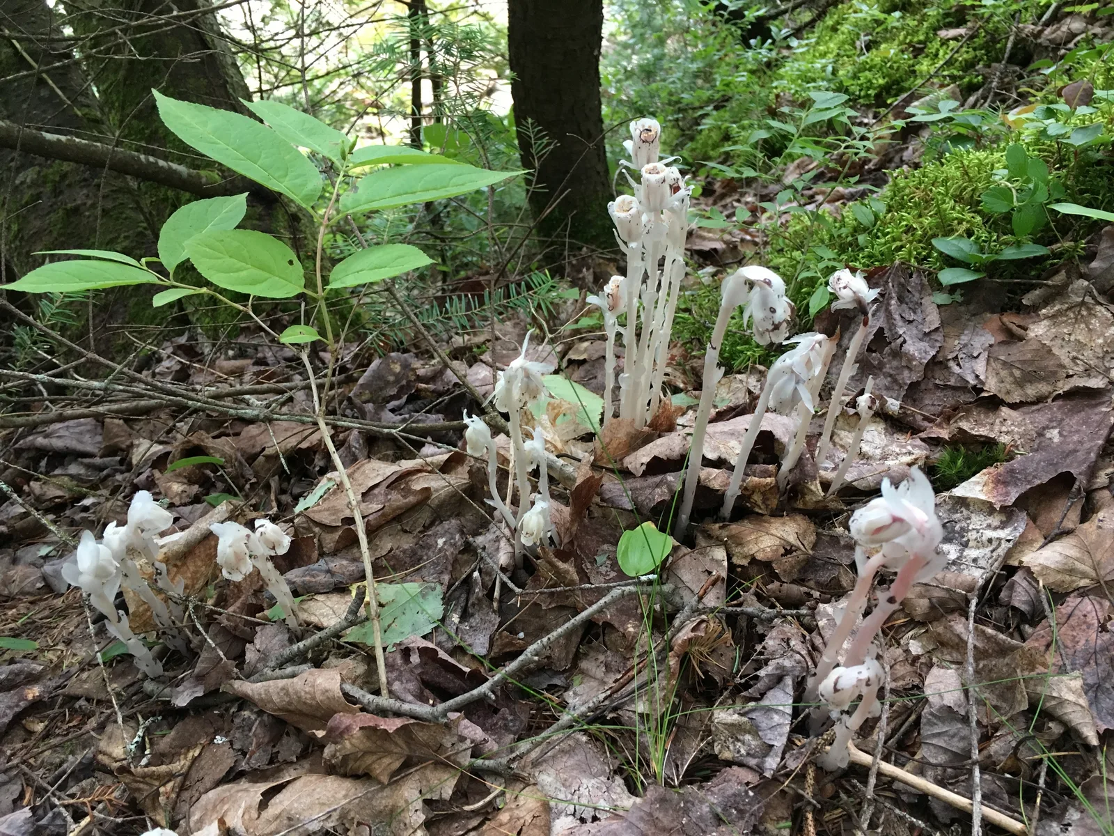 Indian Pipe (Monotropa uniflora)
